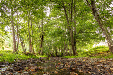 Forest river with beautiful green vegetation and huge trees