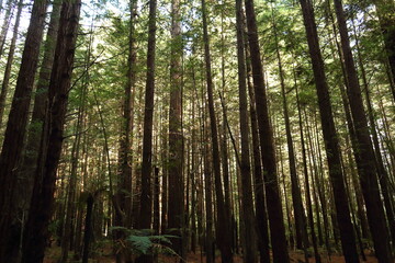 Fototapeta na wymiar Sunbeam through trees in Redwood Forest, Rotorua, New Zealand in autumn (April)