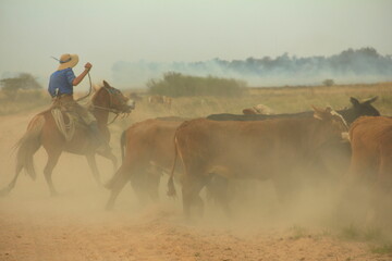 Gaucho a caballo arriando vacas
