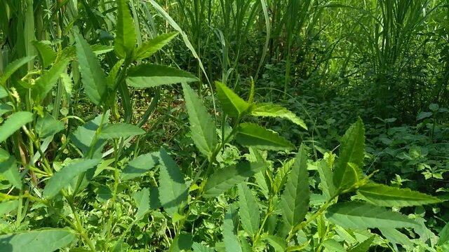 Sida acuta (aslo called common wireweed, sidaguri,sidogori) with natural background. This plant species of flowering plant in the mallow family, Malvaceae. Sida acuta is considered an invasive species