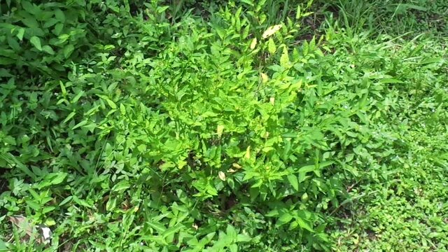 Sida acuta (aslo called common wireweed, sidaguri,sidogori) with natural background. This plant species of flowering plant in the mallow family, Malvaceae. Sida acuta is considered an invasive species