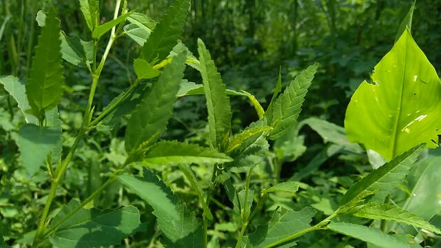 Sida acuta (aslo called common wireweed, sidaguri,sidogori) with natural background. This plant species of flowering plant in the mallow family, Malvaceae. Sida acuta is considered an invasive species