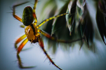 A spider lurks for its prey

The weaving spiders are the best-known order of arachnids, a class of arthropods.
