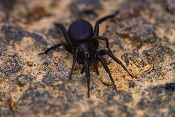 A funnel spider on the forest floor.

The funnel-web spider belongs to the Araneomorphae family. It was named after the shape of its network.
