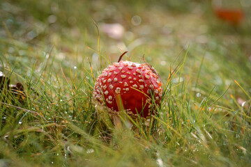 fly agaric mushroom in grass