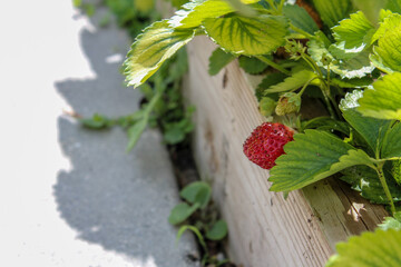 Organic strawberry growing in a organic home garden