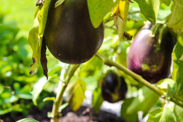 Eggplants growing in a organic home garden