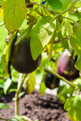 Eggplants growing in a organic home garden