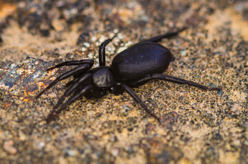 A funnel spider on the forest floor.

The funnel-web spider belongs to the Araneomorphae family. It was named after the shape of its network.
