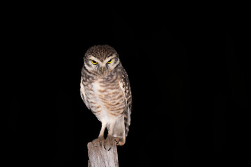 Coruja buraqueira (Athene cunicularia)