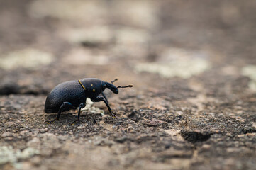 A weevil on a footpath.

There are approximately 40-60000 different types of weevils worldwide....