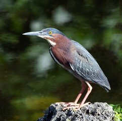Green heron with a rusty brown neck and check, blue green back, and dark green crest is standing alert on a gray rock against a blurred dark green and white background.