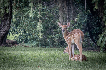 A couple of fawns relaxing under a tree