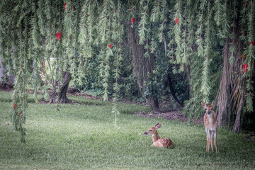A couple of fawns relaxing under a tree