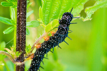 The caterpillar of a peacock butterfly eats on a leaf.

Adult butterflies reach a wingspan of 50-55mm. The caterpillars are about 42mm long.
