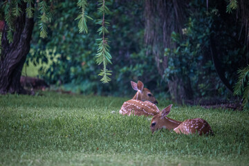 A couple of fawns relaxing under a tree
