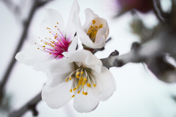 Almond tree blossoms macro