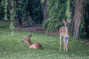 A couple of fawns relaxing under a tree