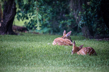A couple of fawns relaxing under a tree