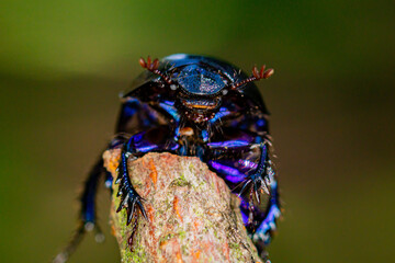 A dung beetle grins at the camera.

Dung beetles are between 10 and 45mm long and are day and night active. They are quite clumsy in flight and have a strong chitin armor.