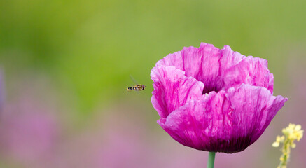 A hoverfly approaching a partially defocused pink flower, with a blurred green and pink background.
