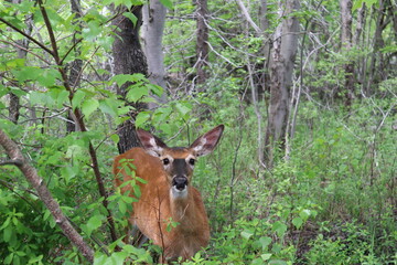 deer in the woods