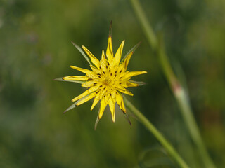 Blühender Löwenzahn