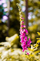 Obraz premium A purple foxglove in the spring.The foxgloves are a genus of plants from the Plantaginaceae family
