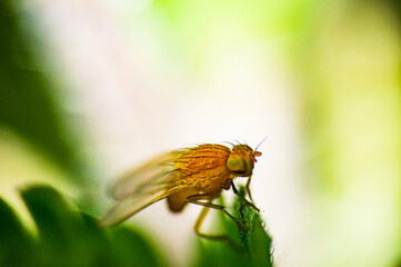 A drosophila on a green leaf.

Drosophila is a genus from the family of fruit flies. The genus comprises approximately 1500 species, some of which differ greatly in appearance, behavior and reproducti