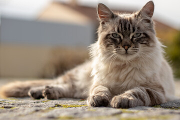 Beautiful domestic cat , Persian cat. domestic cat in outdoor place in Viseu , Portugal