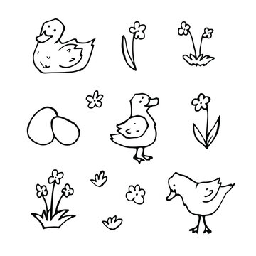 vector Doodle set with drawings of domestic farm birds. icons of ducks, ducklings, eggs, flowers. isolated on a white background.