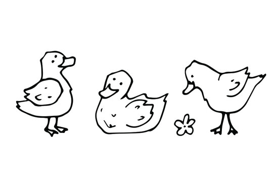 vector set of cute cartoon hand-drawn little ducklings. isolated on a white background. icons of domestic farm birds.