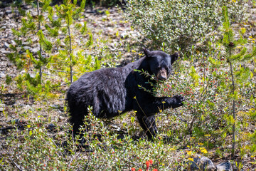 Black bear in the grass