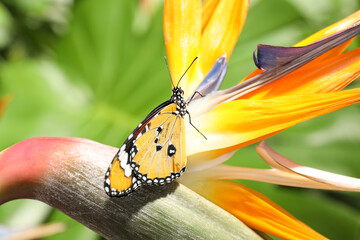 Beautiful painted lady butterfly on flower in garden