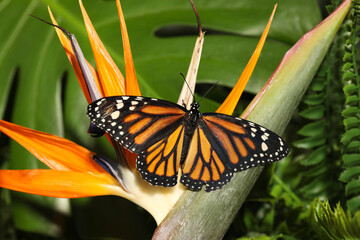 Beautiful monarch butterfly on flower in garden