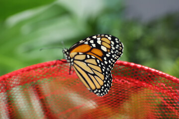 Beautiful monarch butterfly on net in garden