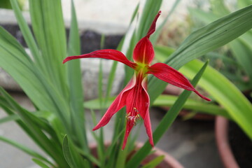 Red aztec lily blooming, variety Strekelia Formosissima