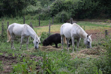 Fototapeta na wymiar A small horse family in Viseu