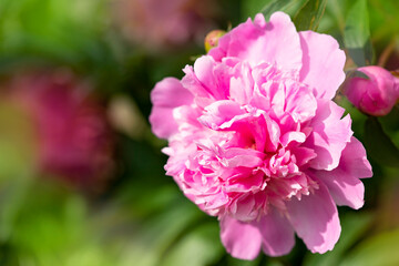 Pink peonies. Bright spring background with peonies.
