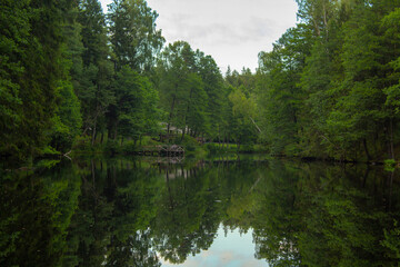 Tame pines make beautiful water mirror in the river