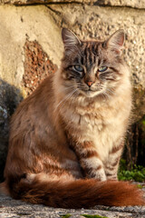 Naklejka na ściany i meble beautiful domestic gray cat with blue eyes. Persian cat , Portugal