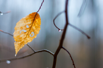 Leaf  in focus on tree with trees blurred in background.