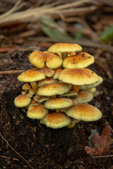 Large group of yellow mushrooms in the middle of the forest, Viseu, Portugal