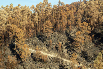 Burnt forest in the great fires in 2017, in Portugal