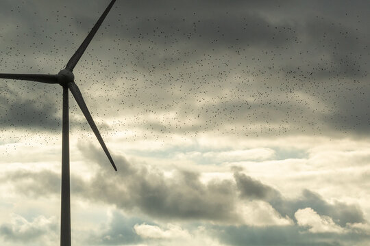 Large migratory birds pass in large numbers on a huge wind farm, Lithuania