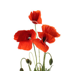 Fototapeta premium Piękne czerwone kwiaty maku na białym tle