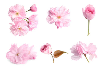 Set of beautiful sakura blossoms on white background. Spring season