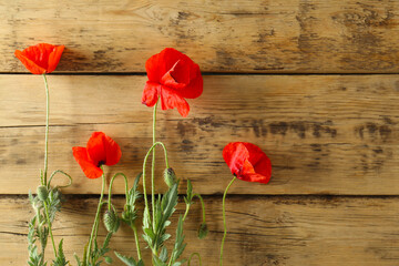 Plakat Beautiful red poppy flowers on wooden background, flat lay