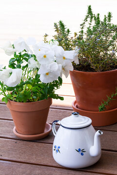 Herbs and flowers in pots in the garden, pensy and rosemary,