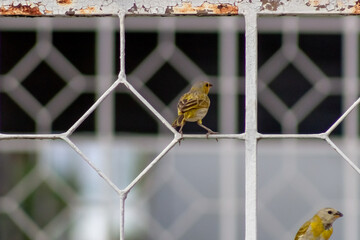 little yellow birds on a wall